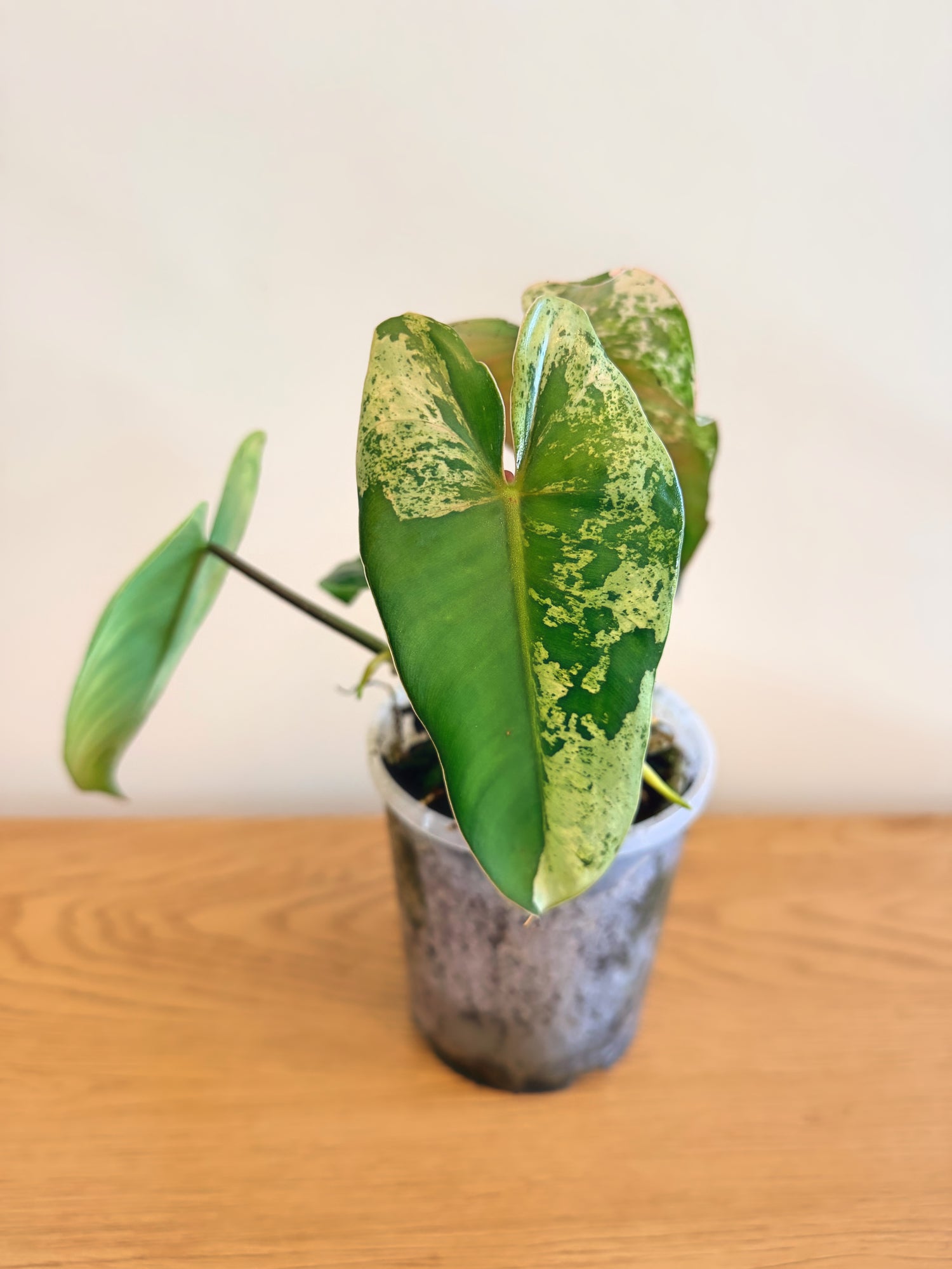 Philodendron Ilsemanii Variegated (B)