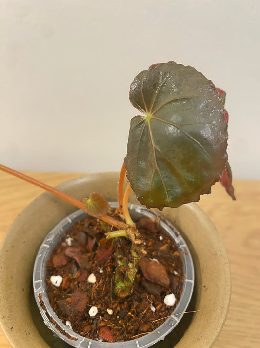 Begonia Pavonina