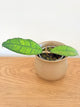 Hoya Finlaysonii