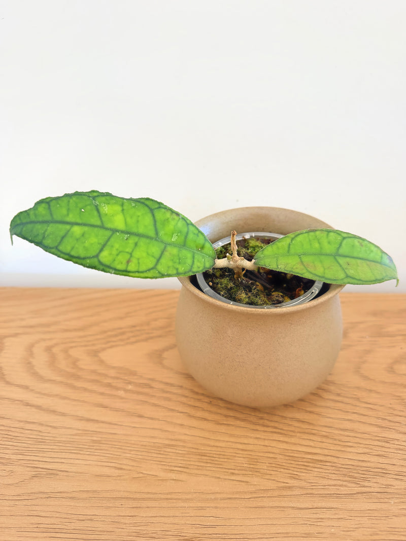 Hoya Finlaysonii