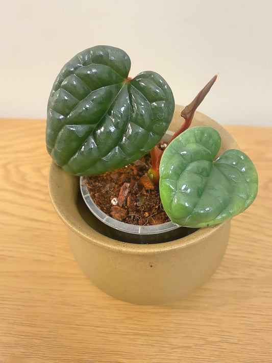 Anthurium Luxurians
