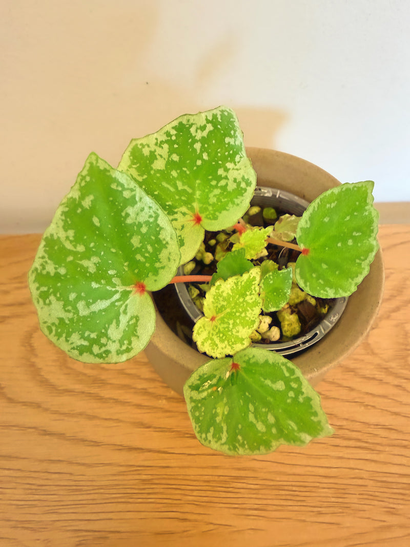 Begonia Temuyuk Silver sp.