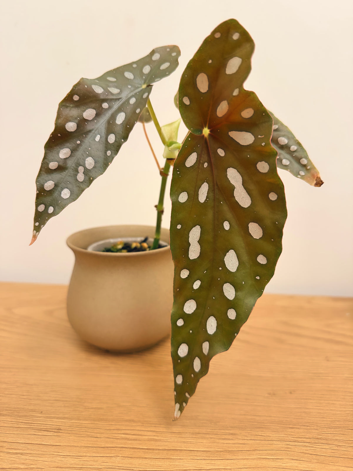 Begonia Maculata