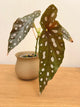 Begonia Maculata
