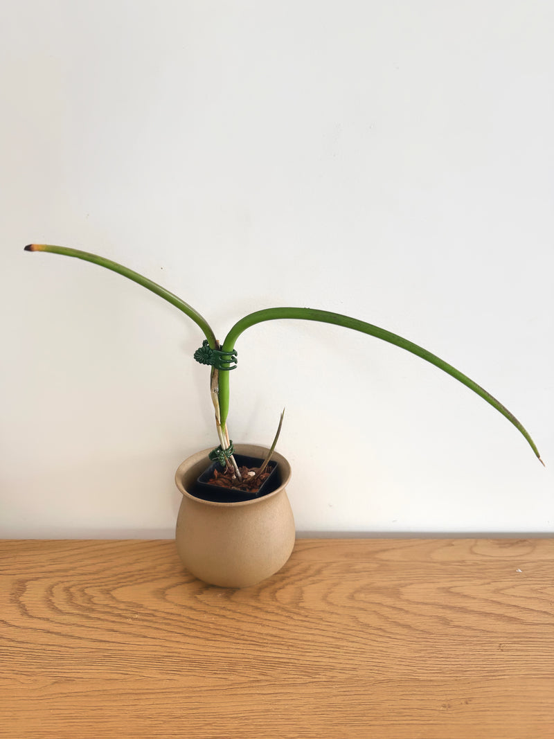Brassavola Perrinii