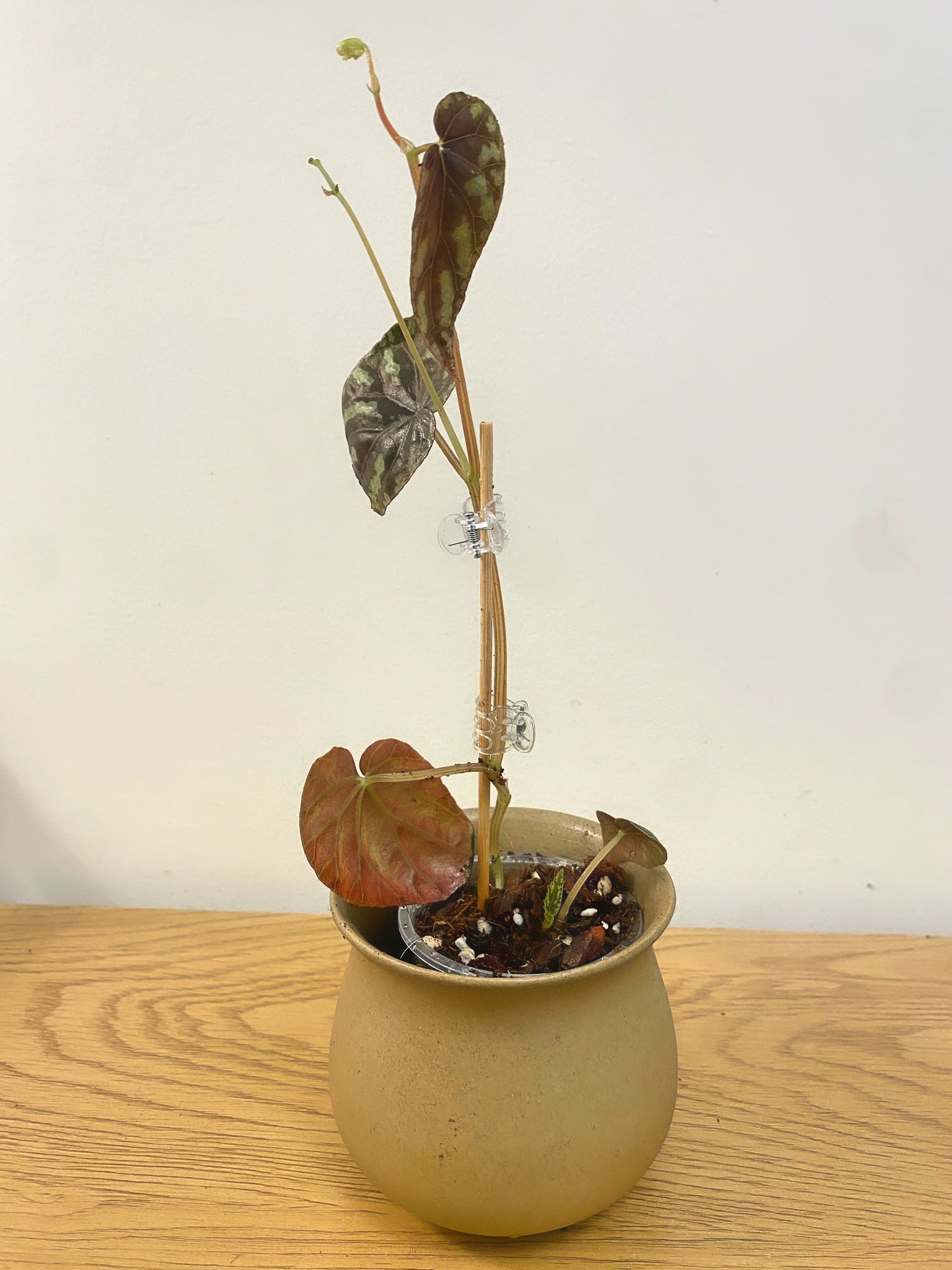 Begonia Variablis