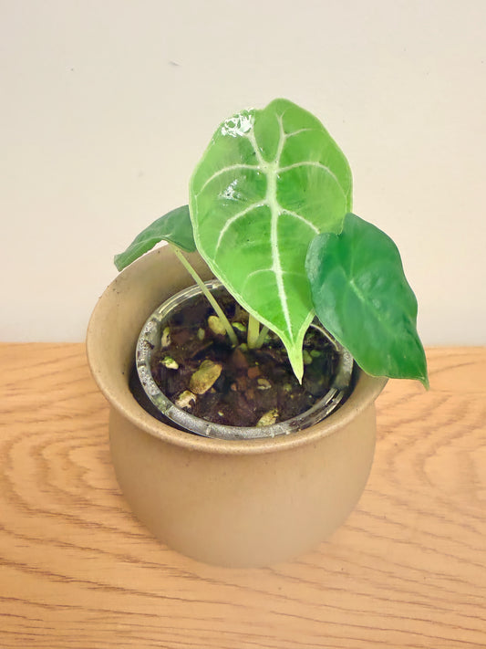 Alocasia Prince Of Curup
