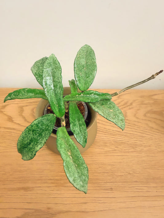 Hoya Nova Ghost (A)