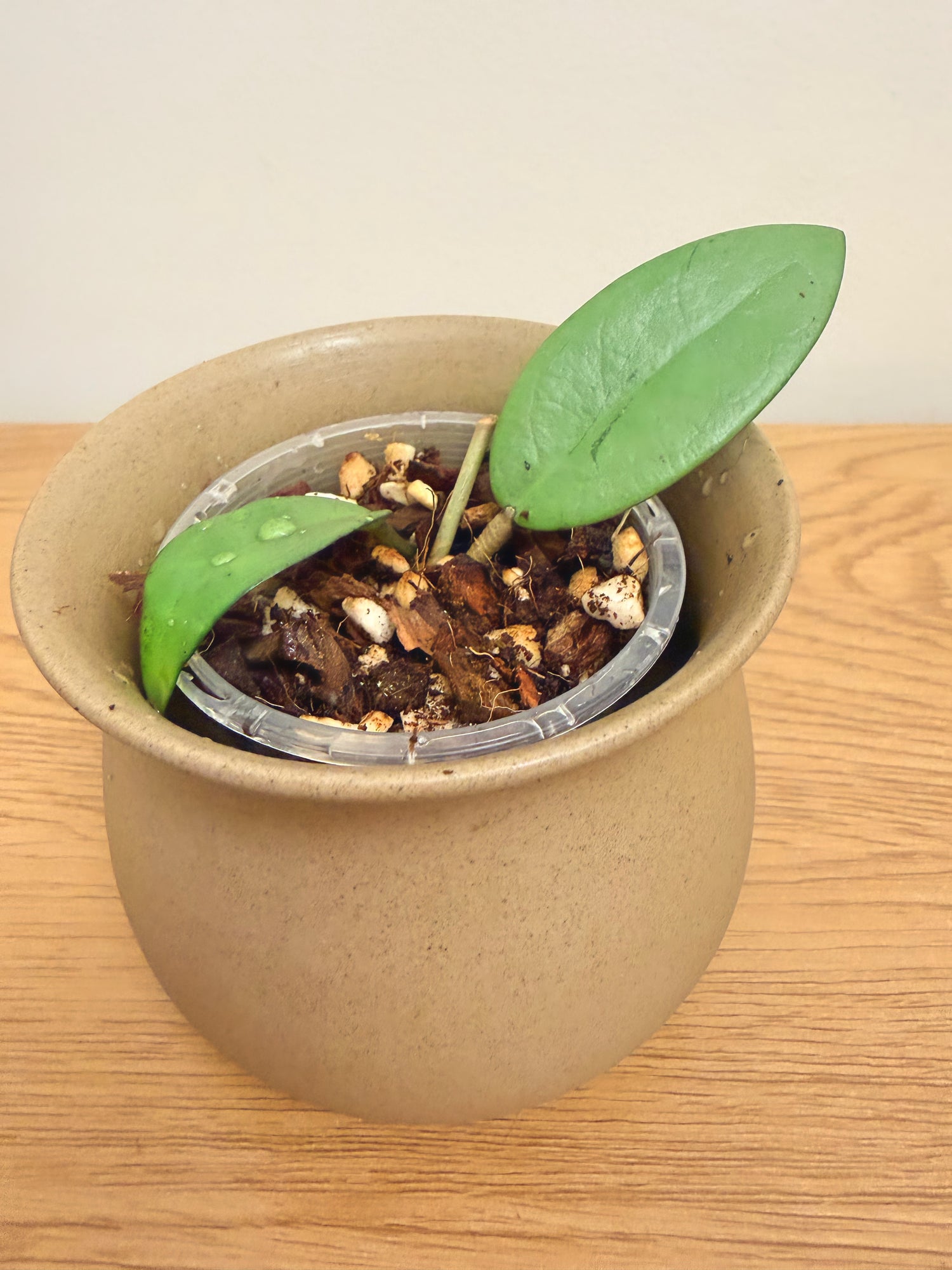 Hoya Silver Dollar