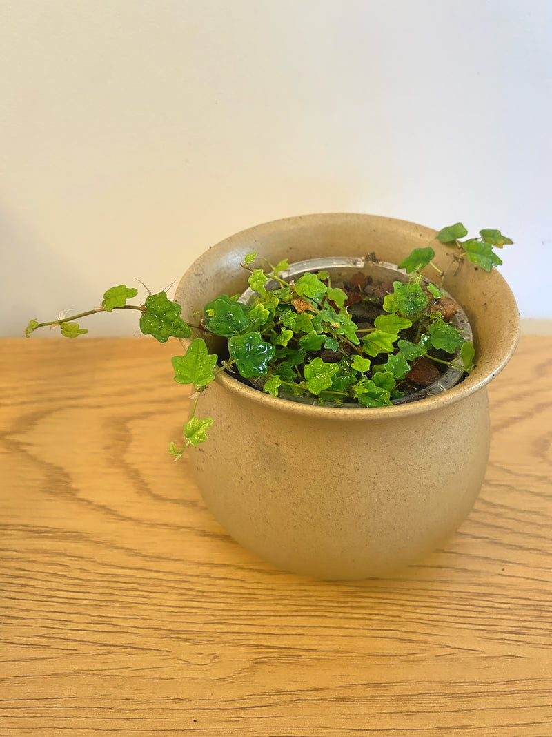 Ficus Pumila String of Frogs
