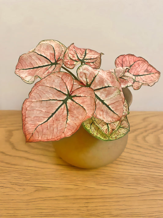 Caladium Scarlet Mary