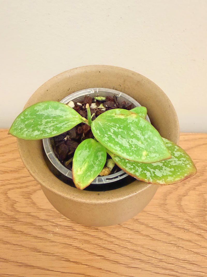 Hoya Collina IR26