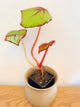Begonia Fireflush