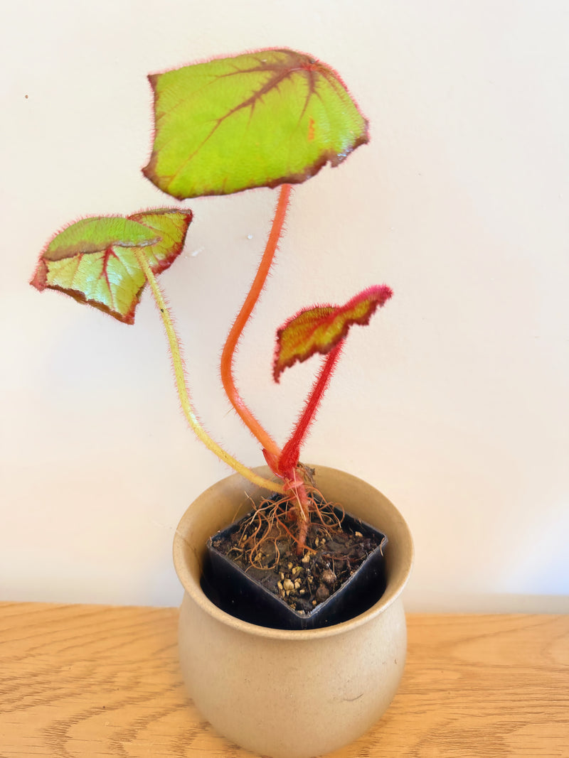 Begonia Fireflush