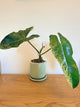 Philodendron Ilsemanii
