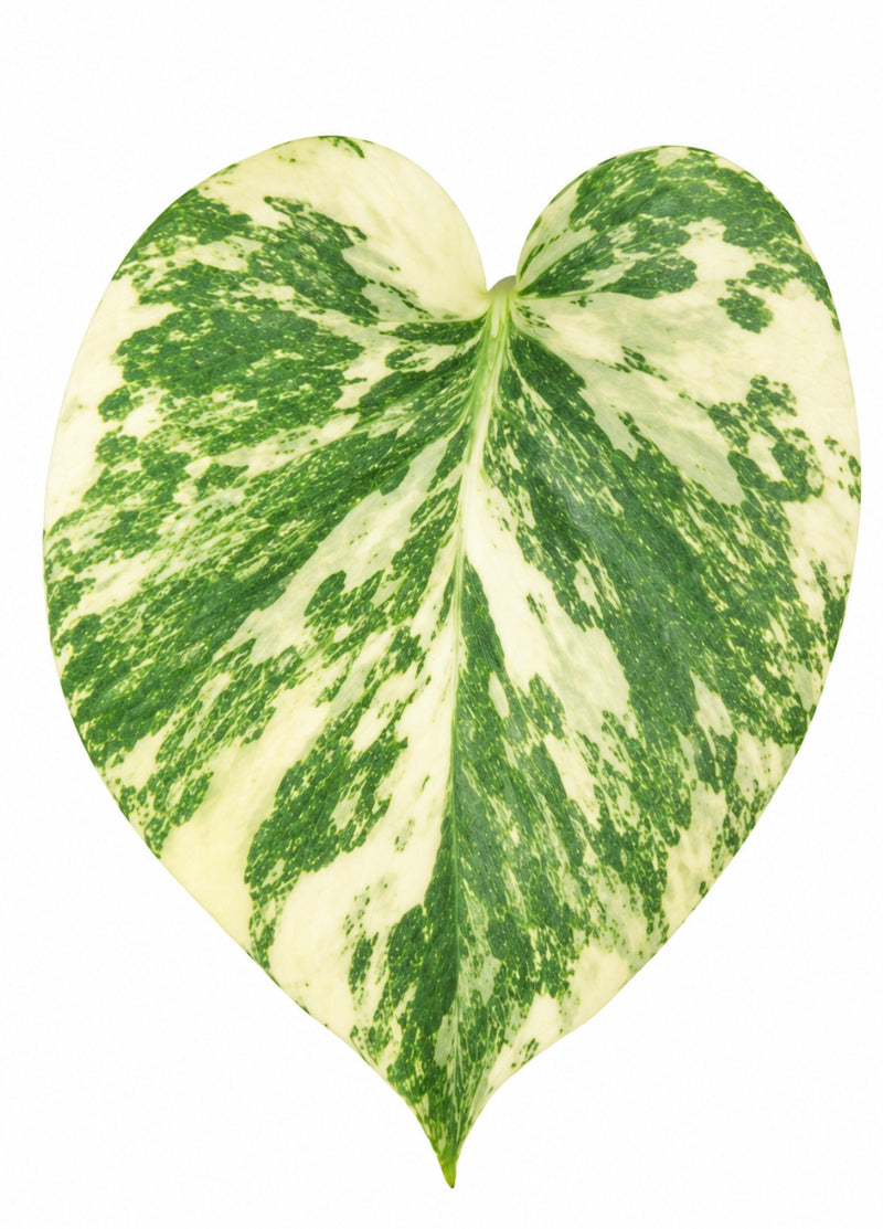 Monstera ‘Placer Gold’ (Golden Sand)