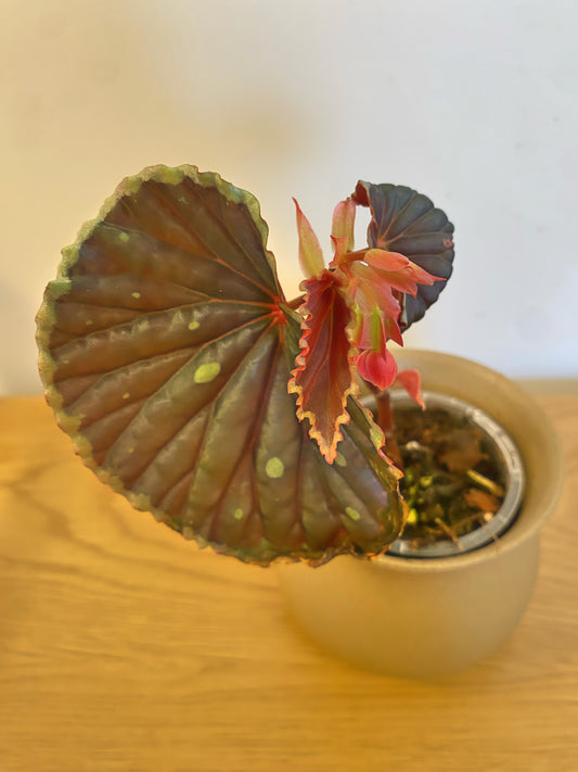 Begonia Queen Constellation (Darthvaderiana x Chlorosticta)
