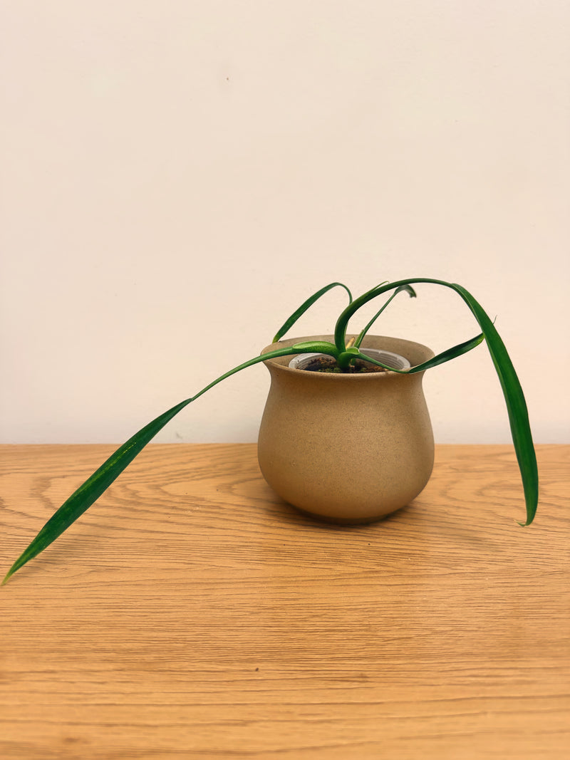 Philodendron Holtonianum