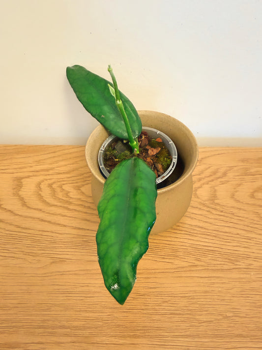 Hoya Globulosa