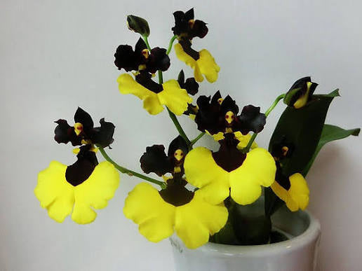 Oncidium (Gomesa) Jiaho Queen ‘Jia Ho’ GM/TOGA