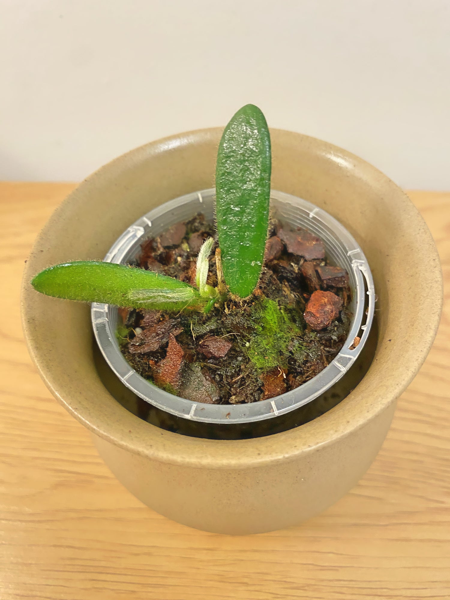 Hoya Spectatissima (A)