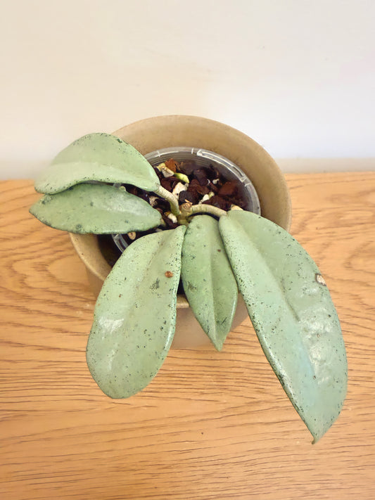 Hoya Carnosa Full Silver (B)