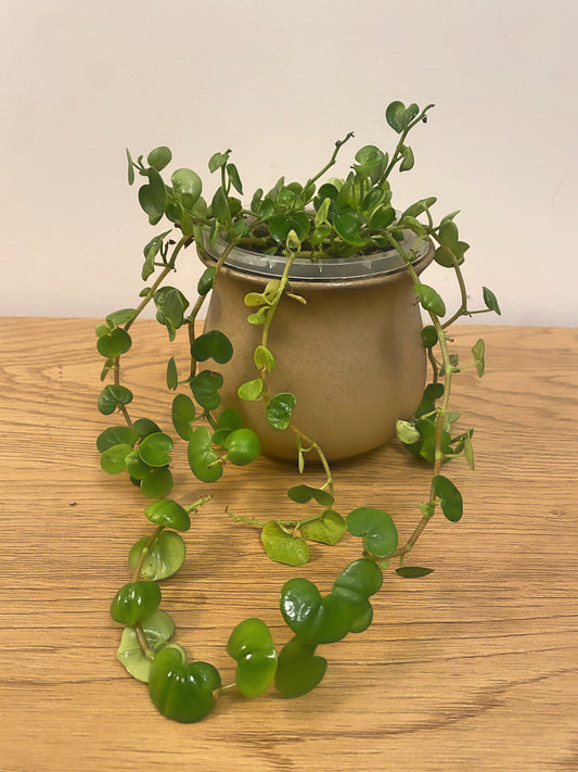 Peperomia Serpens