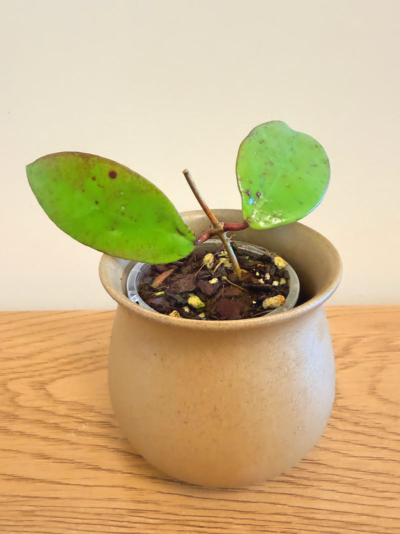 Hoya Vitellinoides x Scortechinii