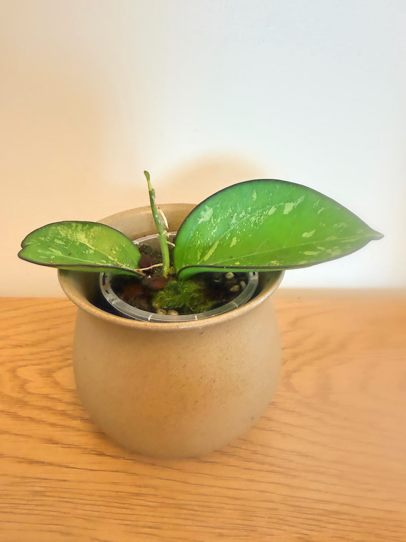 Hoya Incencis Splash (A)