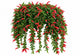 Aeschynanthus Gracilis