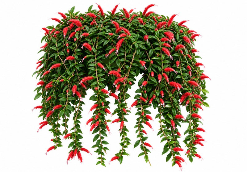 Aeschynanthus Gracilis