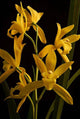 Cymbidium Golden Elf Variegated