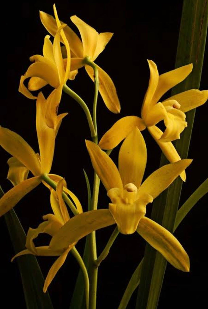 Cymbidium Golden Elf Variegated
