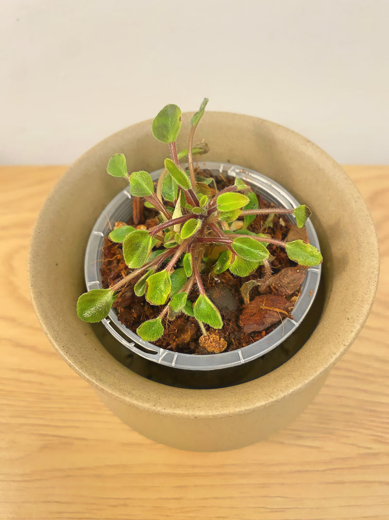 African Violet Brazos Belle Miniature