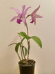 Cattleya Le. interceps (C.Intermedia x L.anceps Alba)