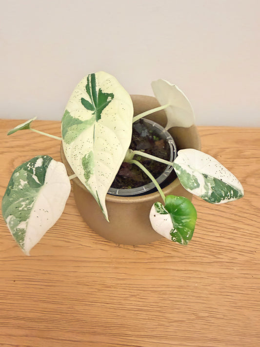 Alocasia Maharani Variegated (A)