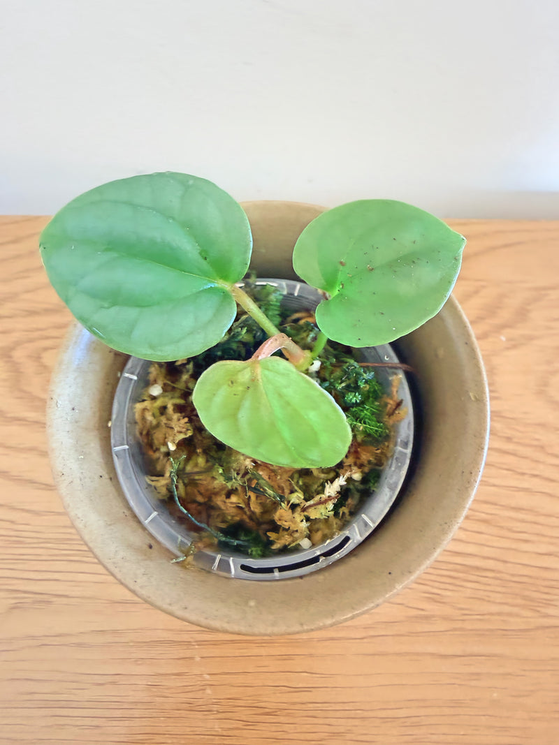 Anthurium Luxurians
