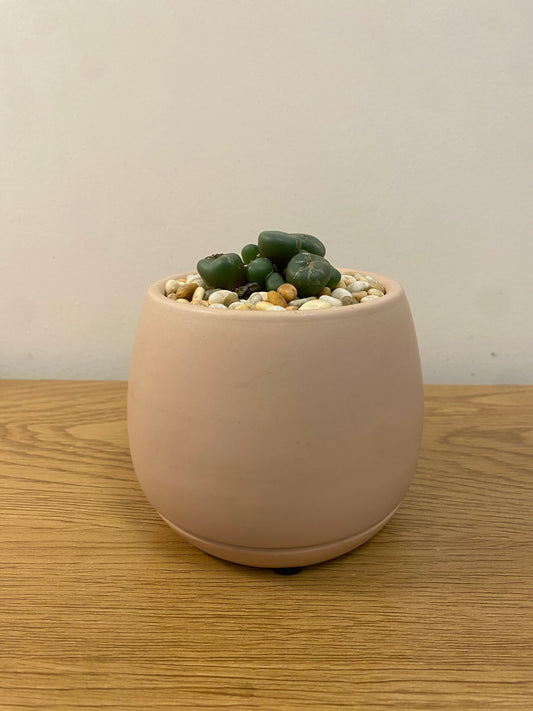 Conophytum Minitum Nudum