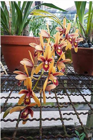 Cymbidium Pakkret Firestorm ‘Jerry’ (MC)