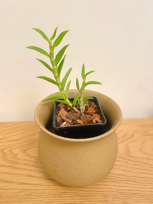 Dendrobium Loddigesii