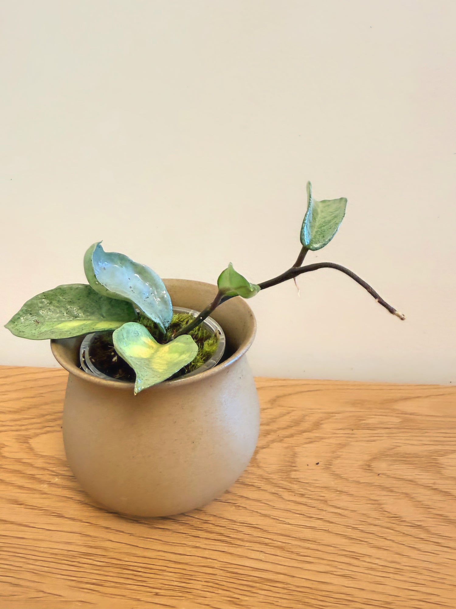 Hoya Nova Ghost (Argentea Princess Reverted)