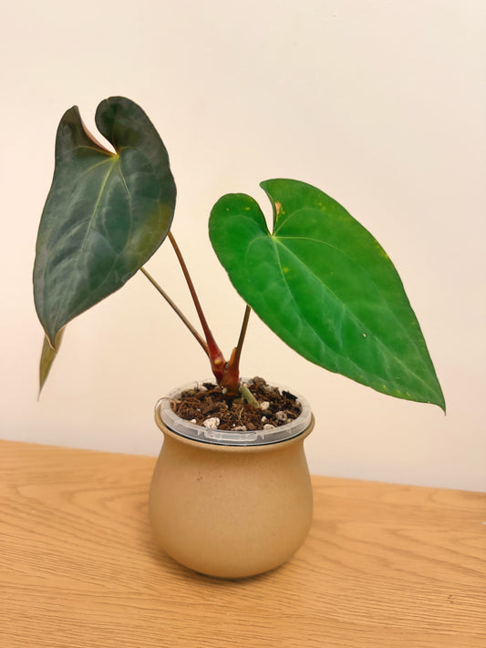 Anthurium Papillilaminum X (A)