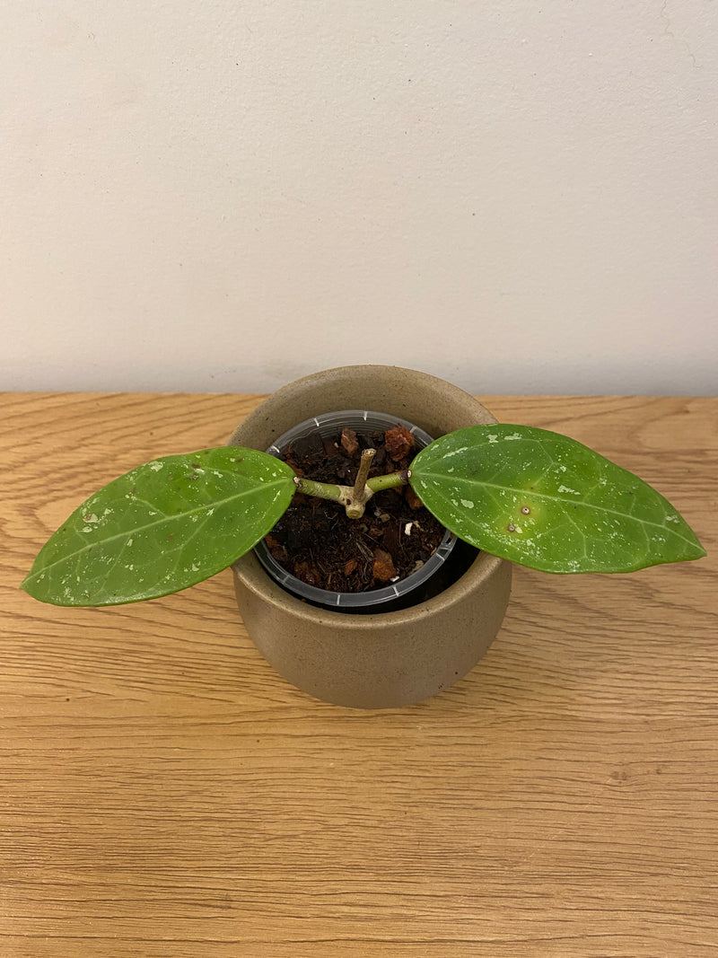 Hoya Parasitica Splash