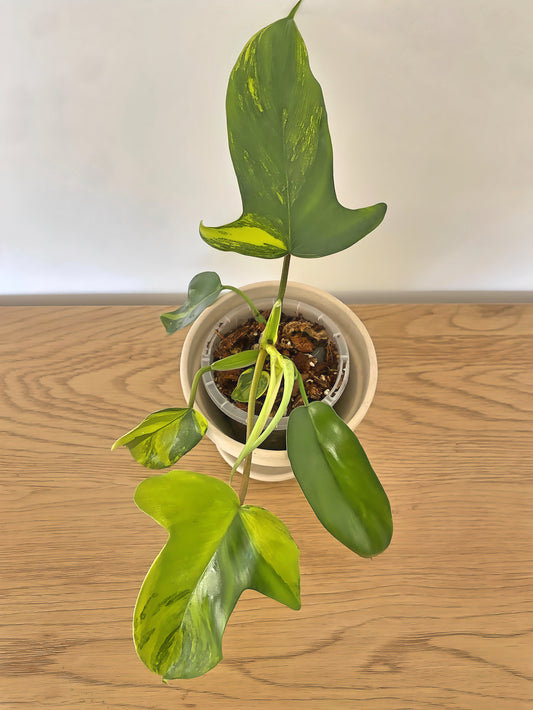 Philodendron Florida Beauty (B)