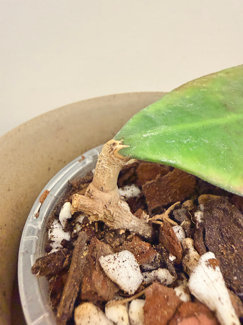 Hoya King Lambii Red (A)