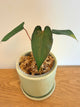 Anthurium AOS x (Fort Sherman x Dark Phoenix)