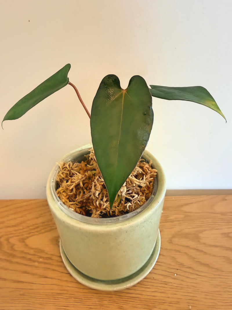 Anthurium AOS x (Fort Sherman x Dark Phoenix)