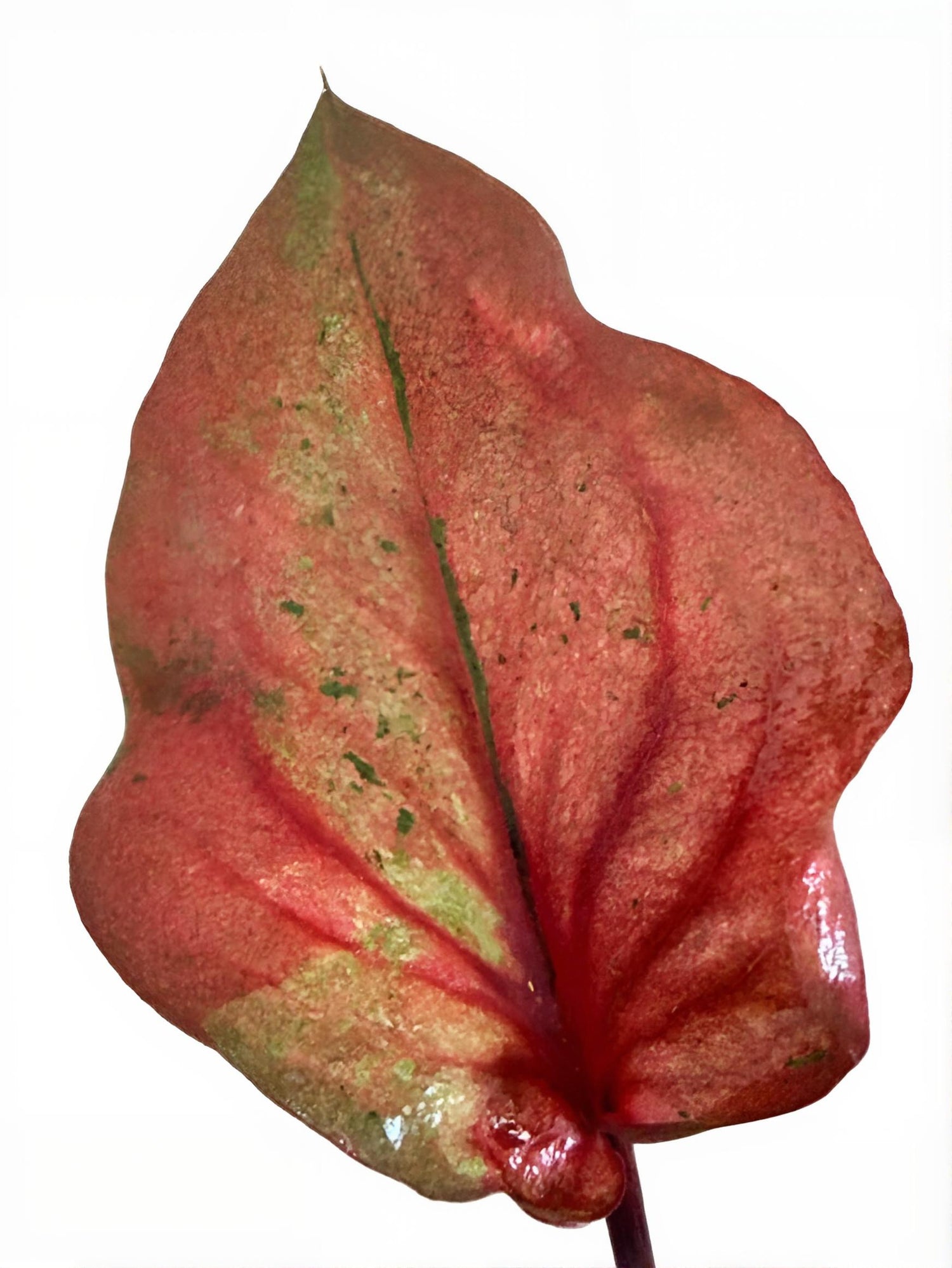 Caladium Peach Red Wine