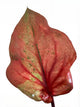 Caladium Peach Red Wine