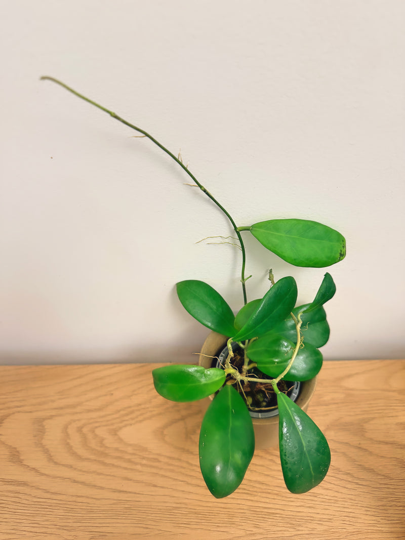 Hoya Erythrostemma ‘Sue Veronica’